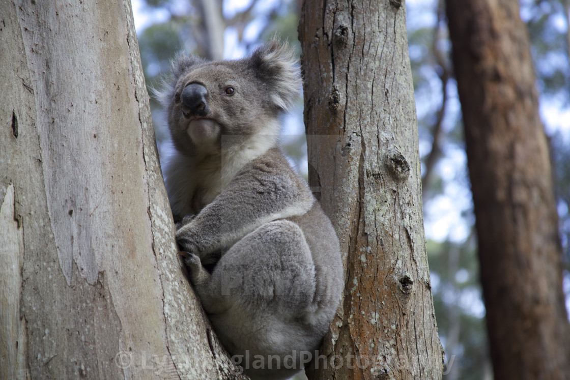 "Koala bear in crook of a eucalyptus tree" stock image