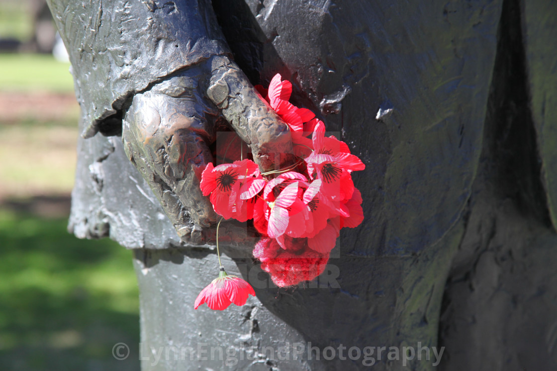 "Poppies for remembrance , Melbourne," stock image