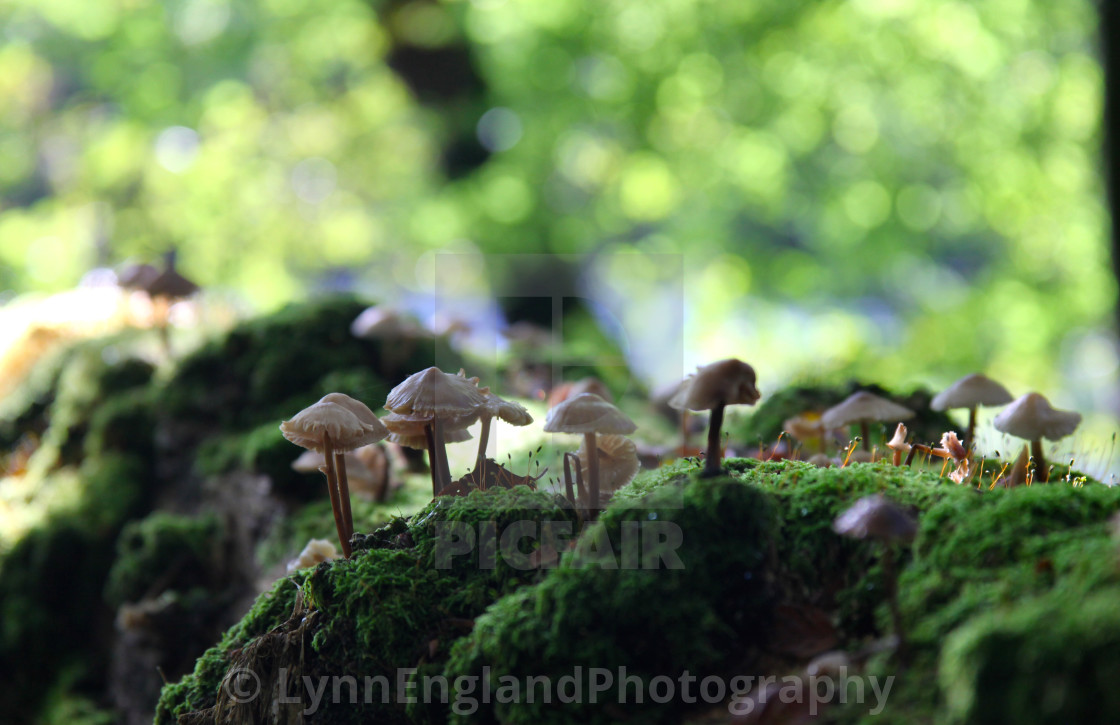 "Forest floor fungi" stock image