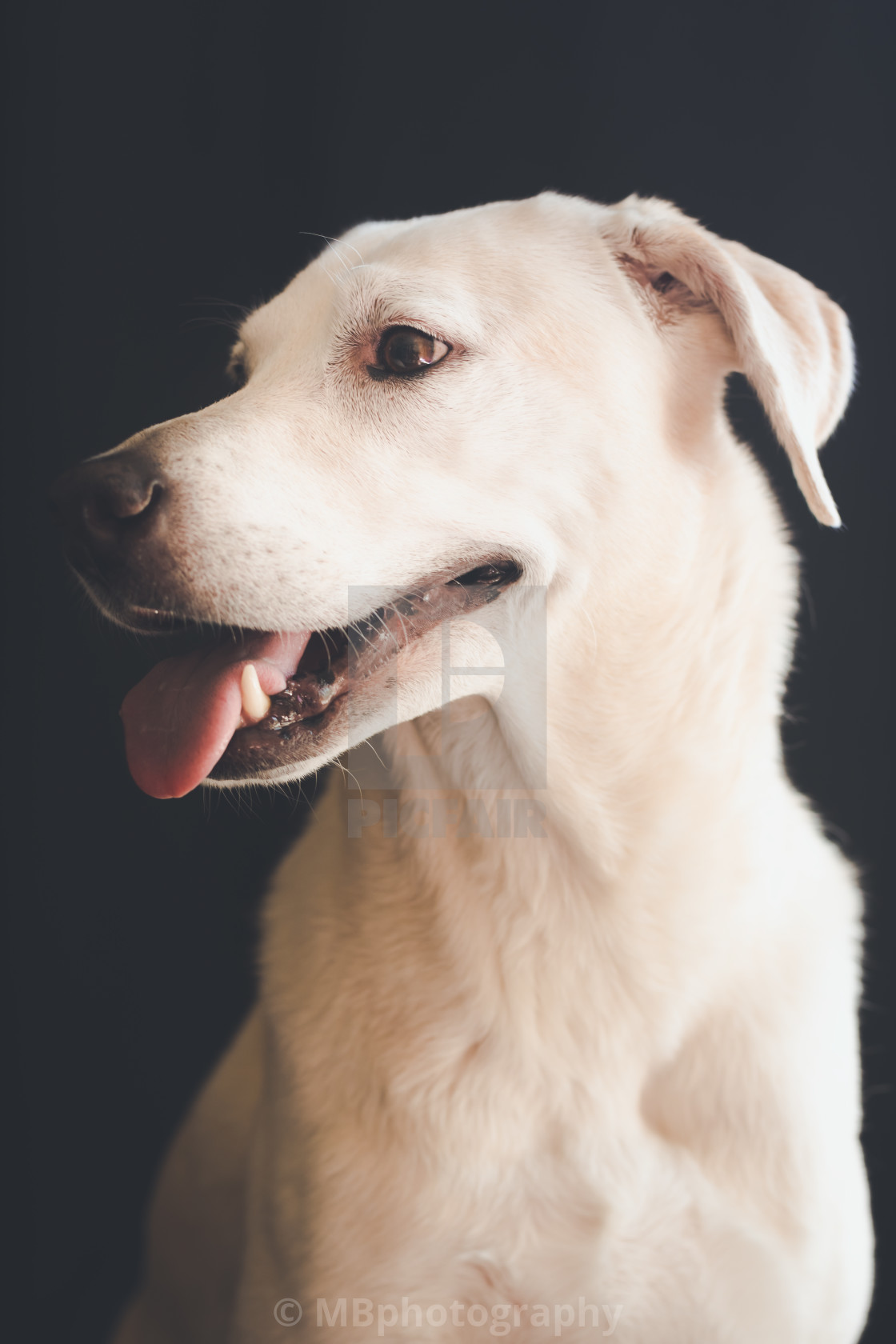 "Labrador retirever portrait, close up" stock image
