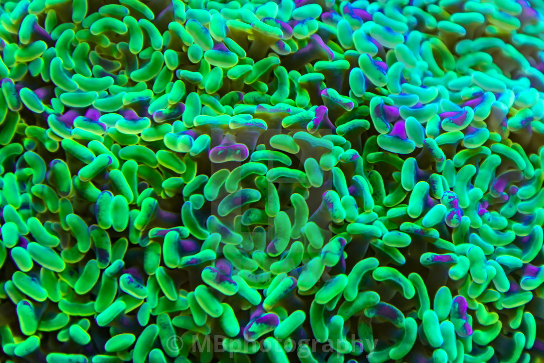 "Neon green and purple bacterias" stock image