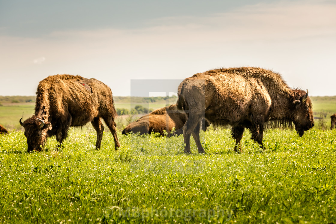 Picture of Buffalo on Oklahoma Tallgrass Prairie Bison Photography Art Print