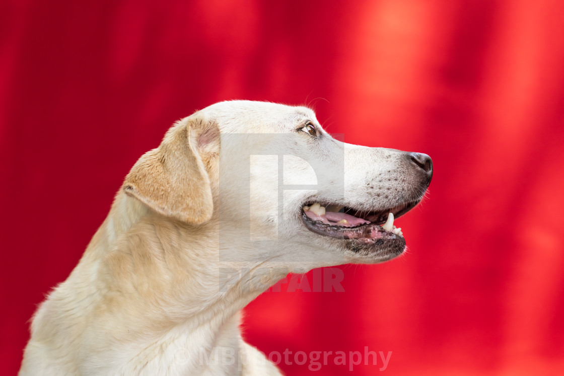 "Blonde Labrador looking to the right" stock image