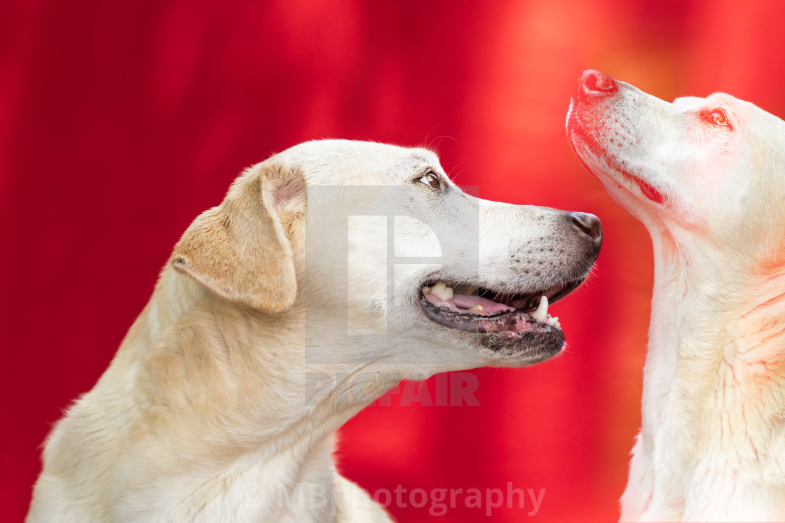 "Blonde Labrador looking to the right and up" stock image