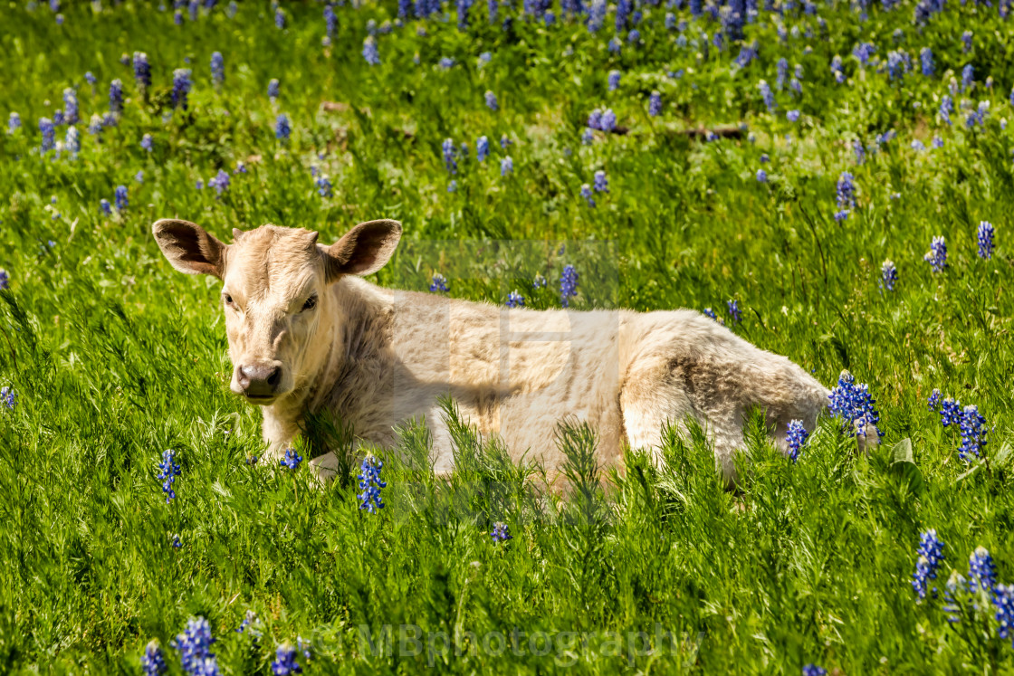 "Cows in Texas on a meadow with blue bonnets" stock image