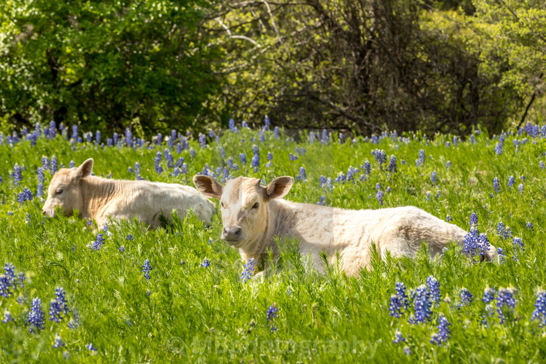 "Cows in Texas on a meadow with blue bonnets" stock image