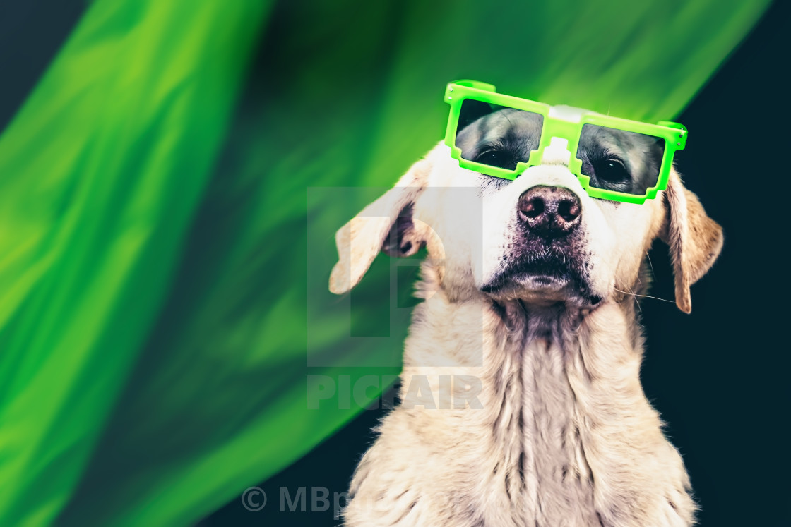 "Blonde Labrador portrait with green sunglasses and green backgro" stock image