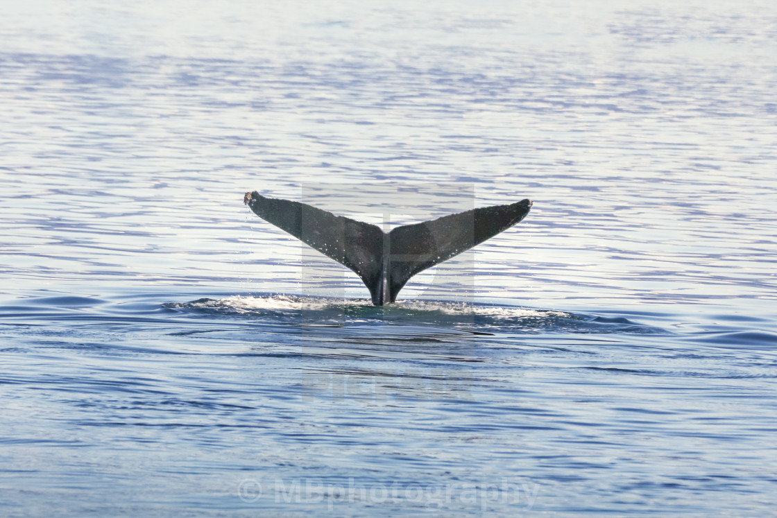 "Whale tail in the Pacific Ocean" stock image