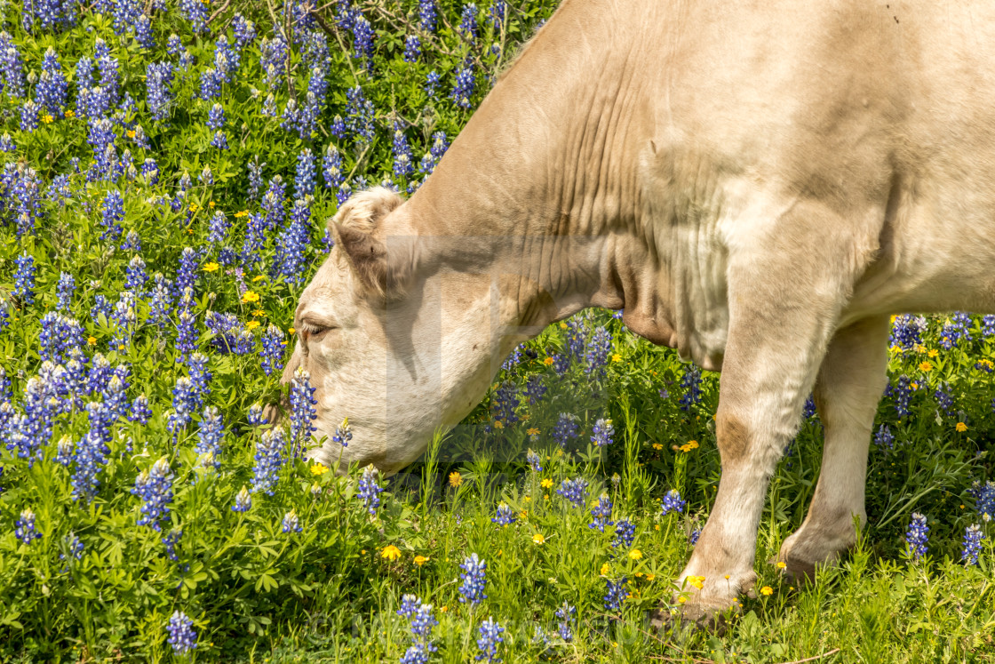 "Cow in Texas grazing on a meadow with blue bonnets" stock image