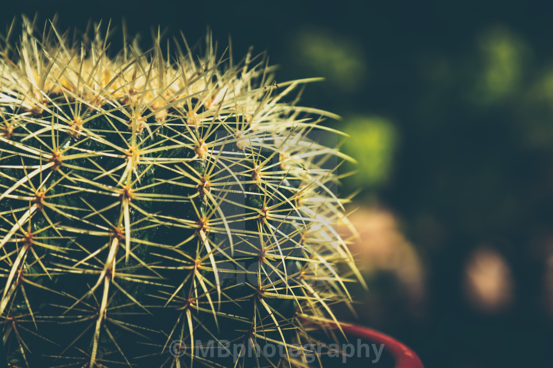 "Close up of globe shaped cactus with long thorns" stock image