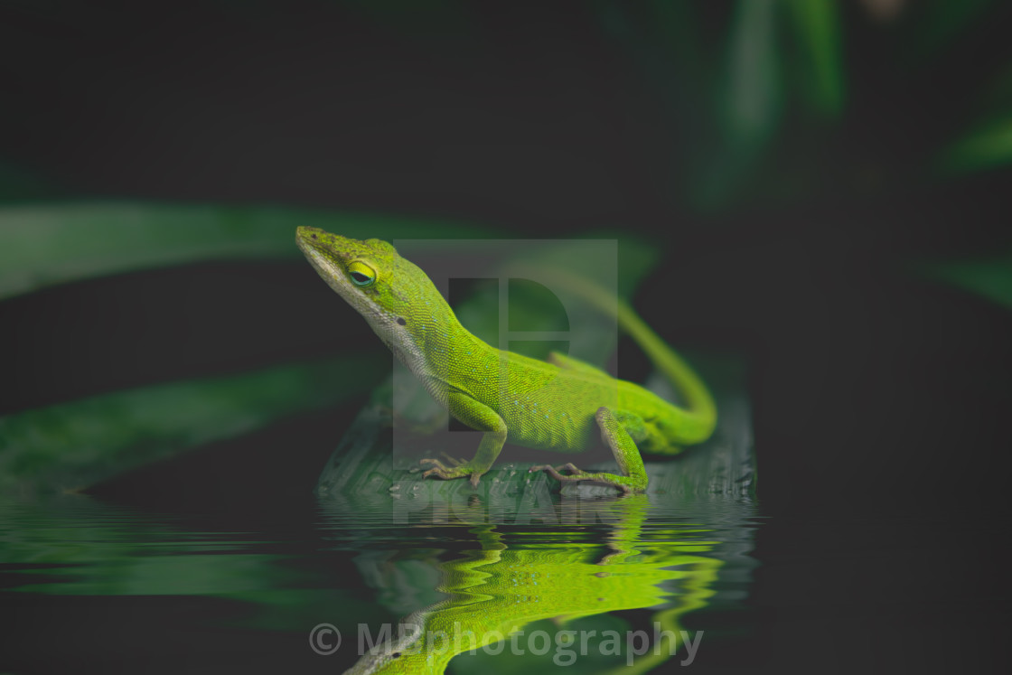 "Texas / American green anole, lizard on a yucca plant." stock image