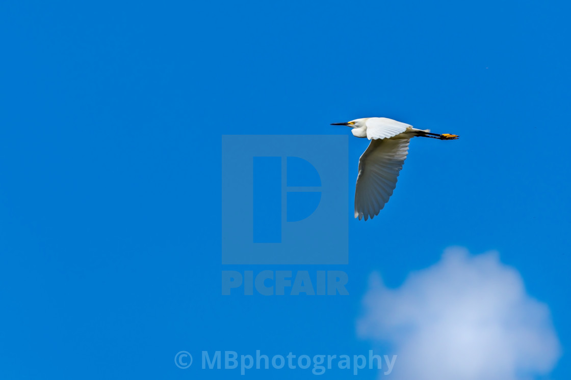 "The bird and the cloud" stock image