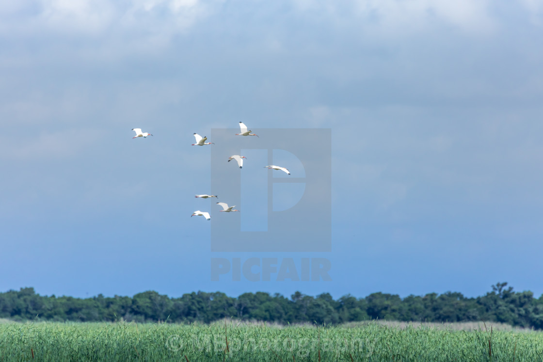 "Flock of birds over the marsh / swamp in the gulf of Mexico" stock image