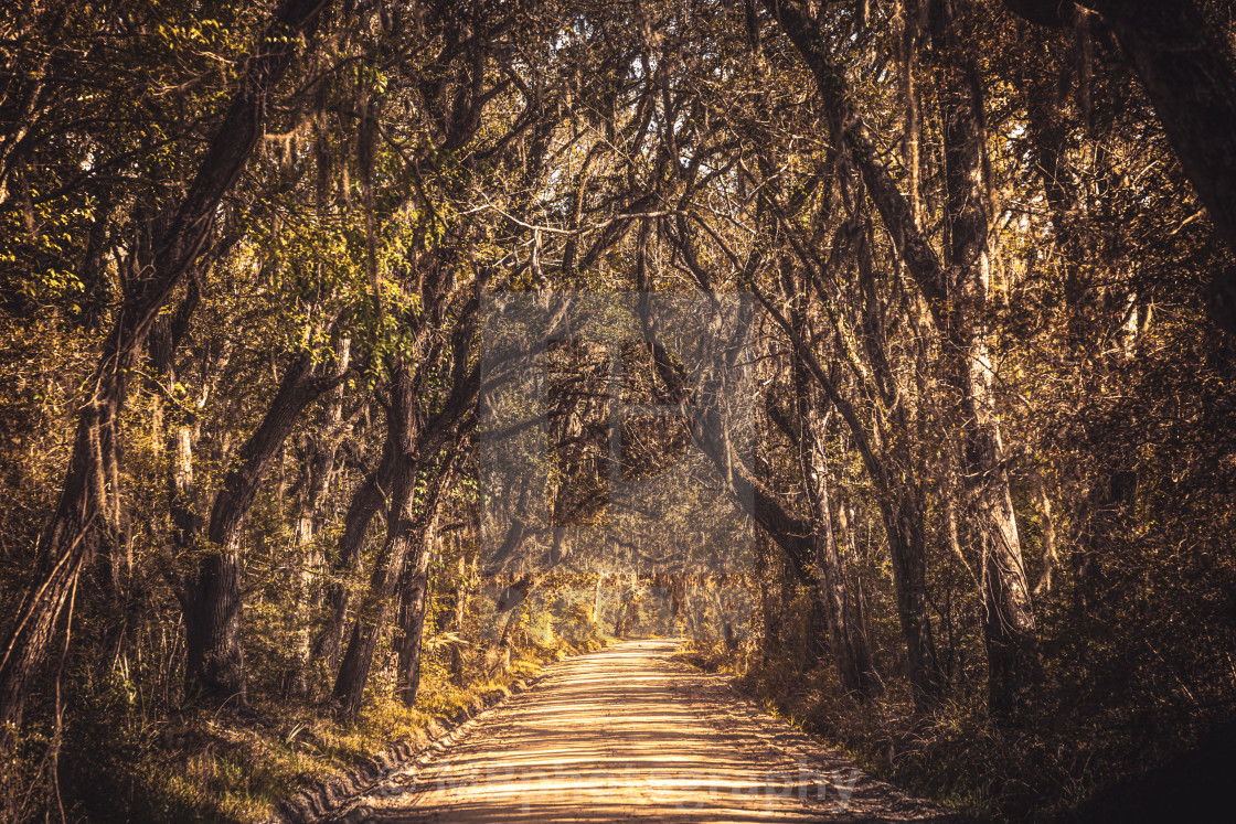 "Old mysterious, spooky alley of oak trees and spanish moss" stock image