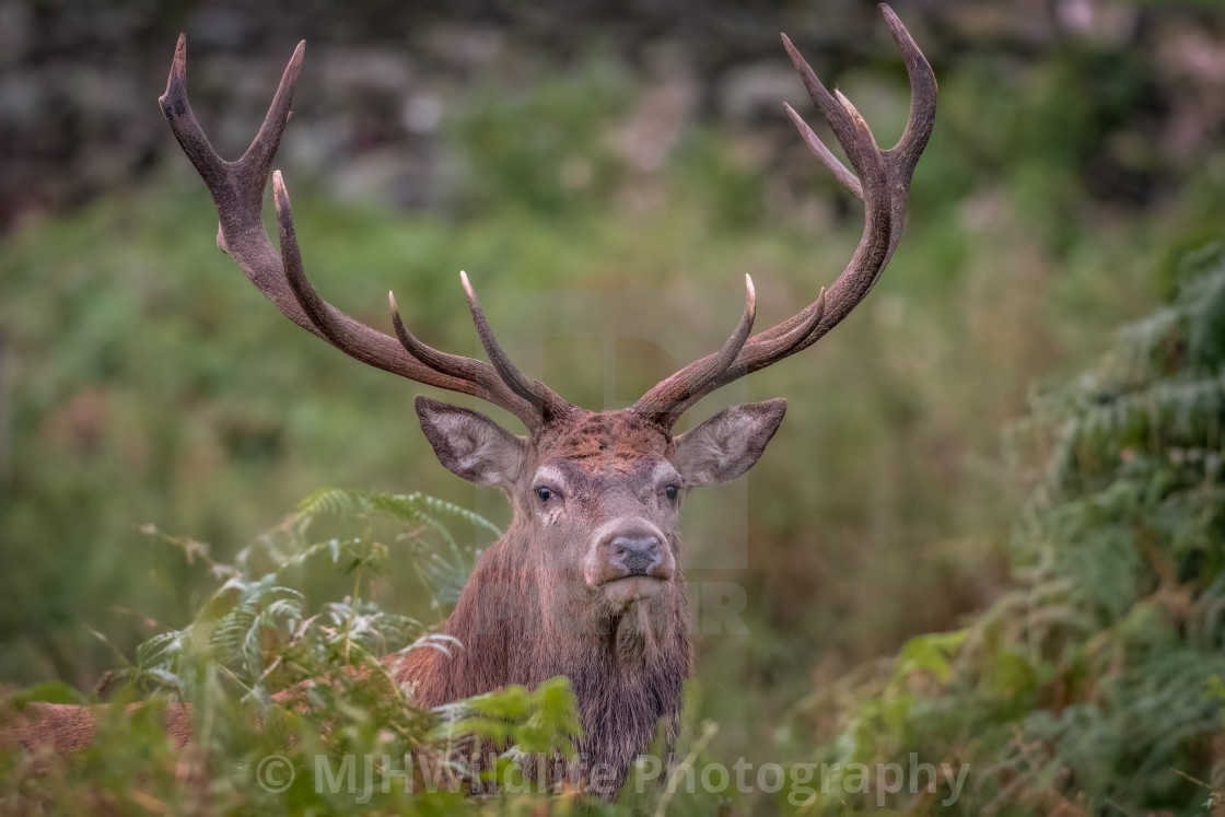 "RED DEER STAG" stock image