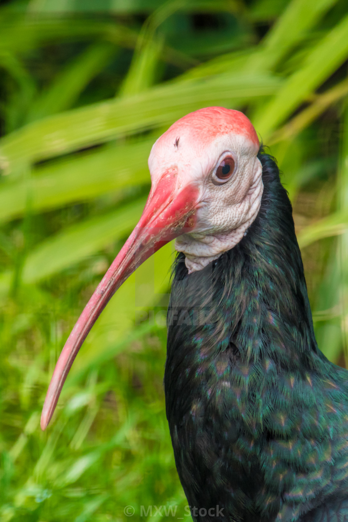 Exotic bird with long red beak and dark feathers - License, download or print for £ | Photos | Picfair Exotic bird with long red beak and dark feathers - License, download or print for £ | Photos | Picfair