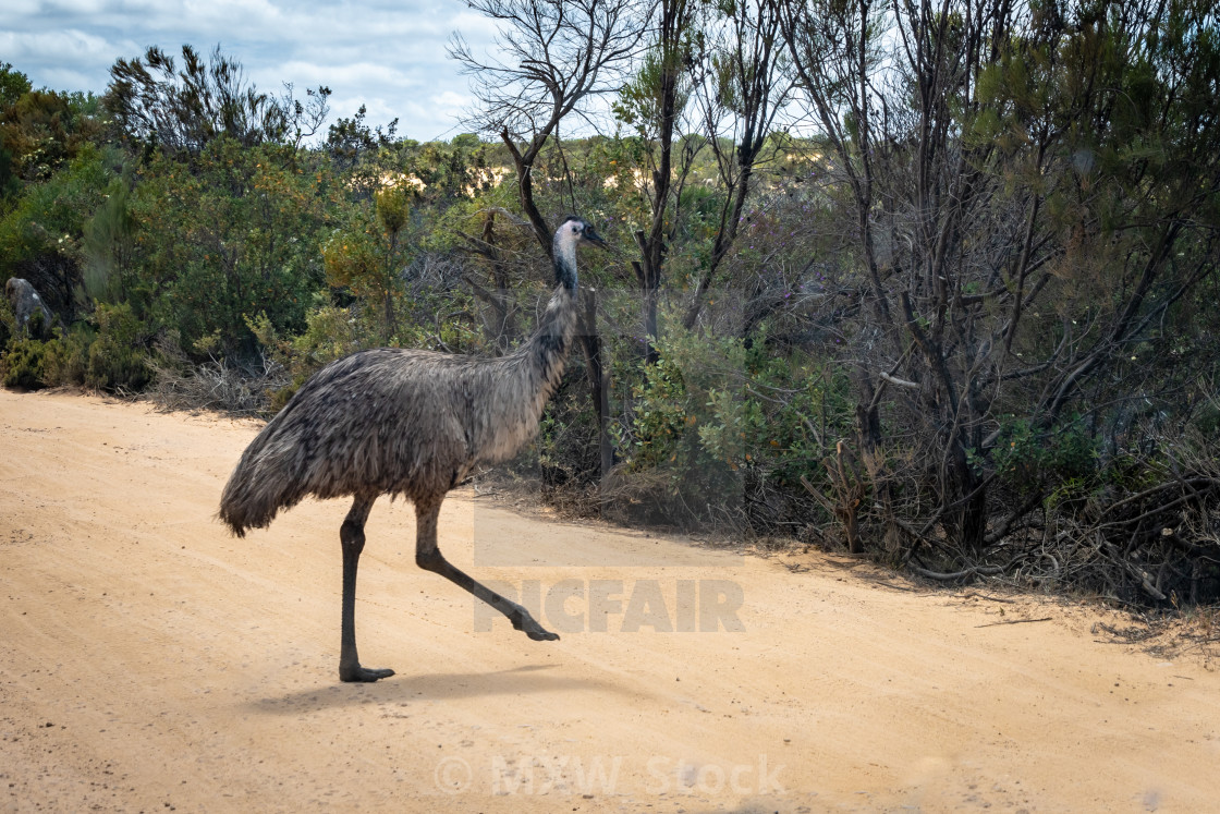 Australian Emu Bird Crossing The Sand Road In Western Australia License Download Or Print For 4 46 Photos Picfair