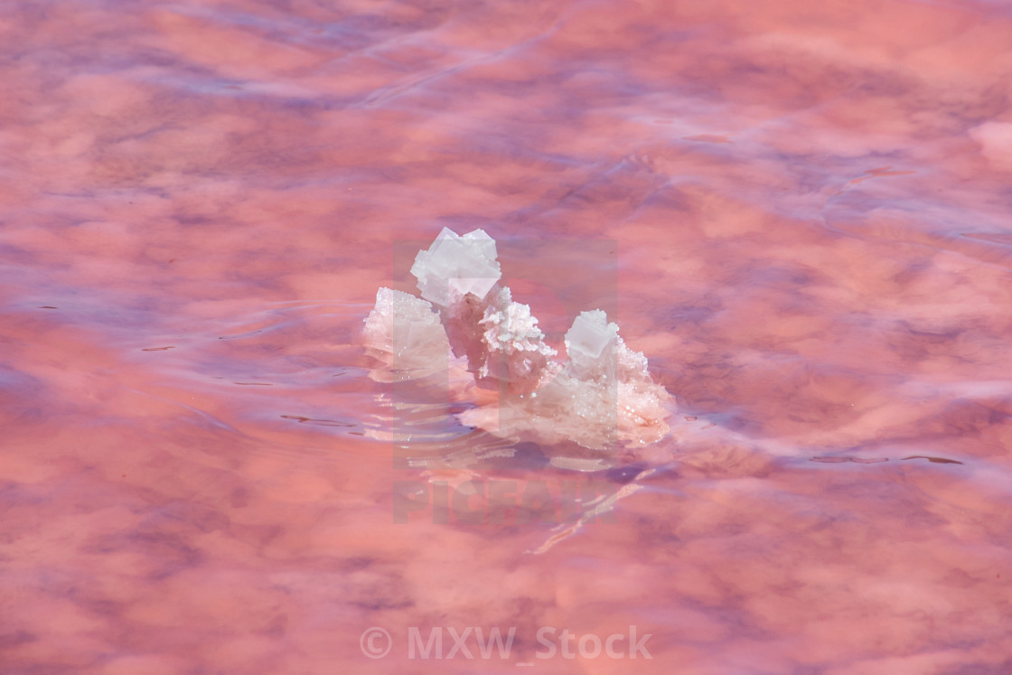 Salt Crystals In Pink Water At The Beach Of The Pink Lake Next To Gregory In License Download Or Print For 4 46 Photos Picfair Salt Crystals In Pink Water At The Beach Of The Pink Lake Next To Gregory In License Download Or Print For 4 46 Photos Picfair