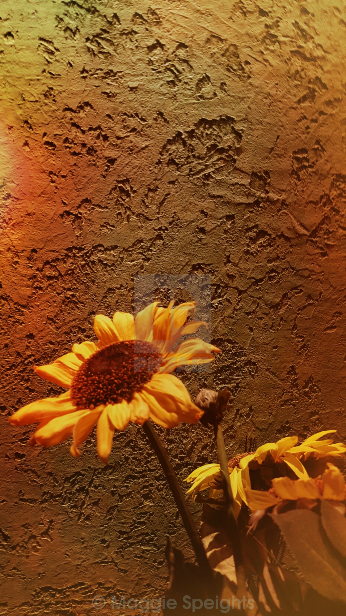 Fall Sunflower License Download Or Print For 10 50 Photos Picfair