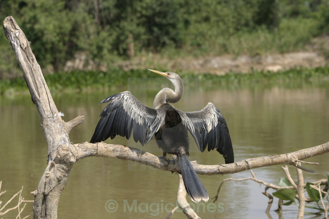 "Snakebird" stock image