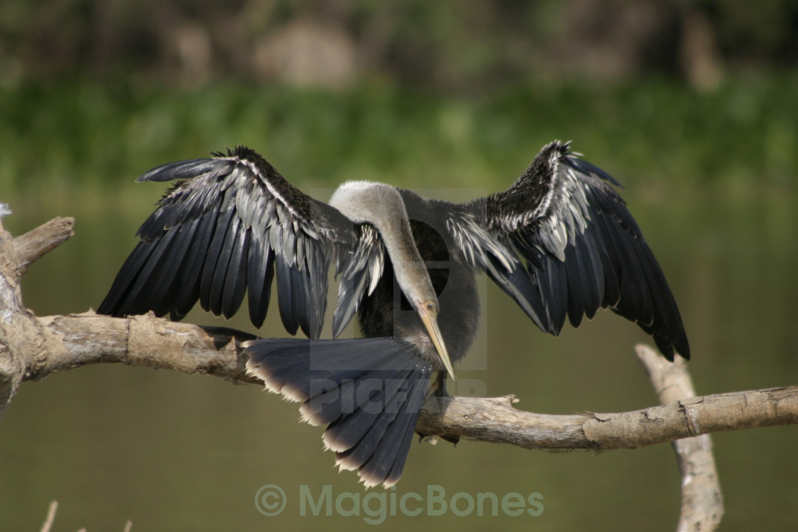 "Grooming Snakebird" stock image