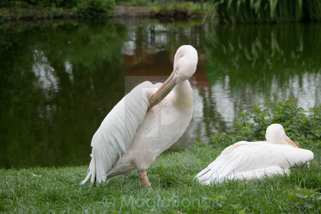 "Pelicans" stock image