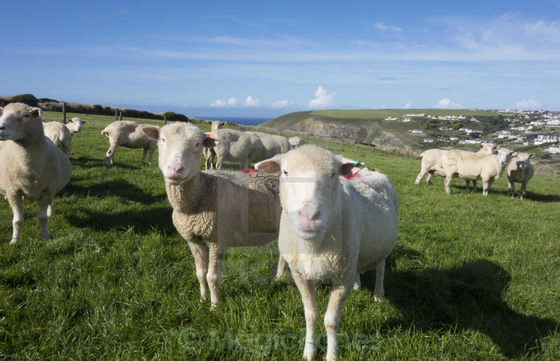 "Sheep on a Coastal Hill" stock image