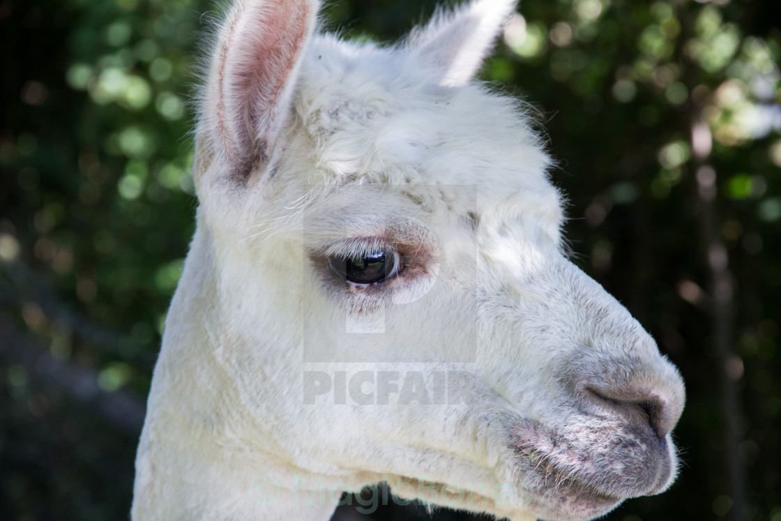 "Alpaca Portrait" stock image