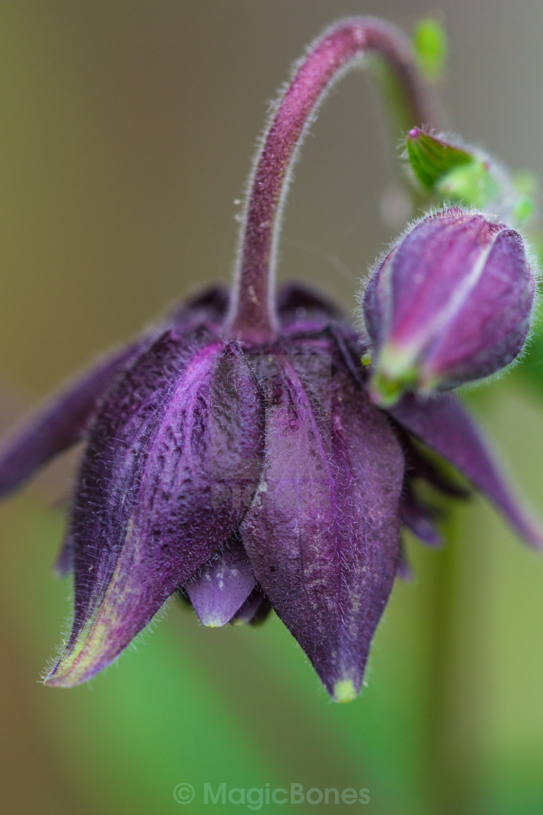 "Aquilegia Vulgaris" stock image