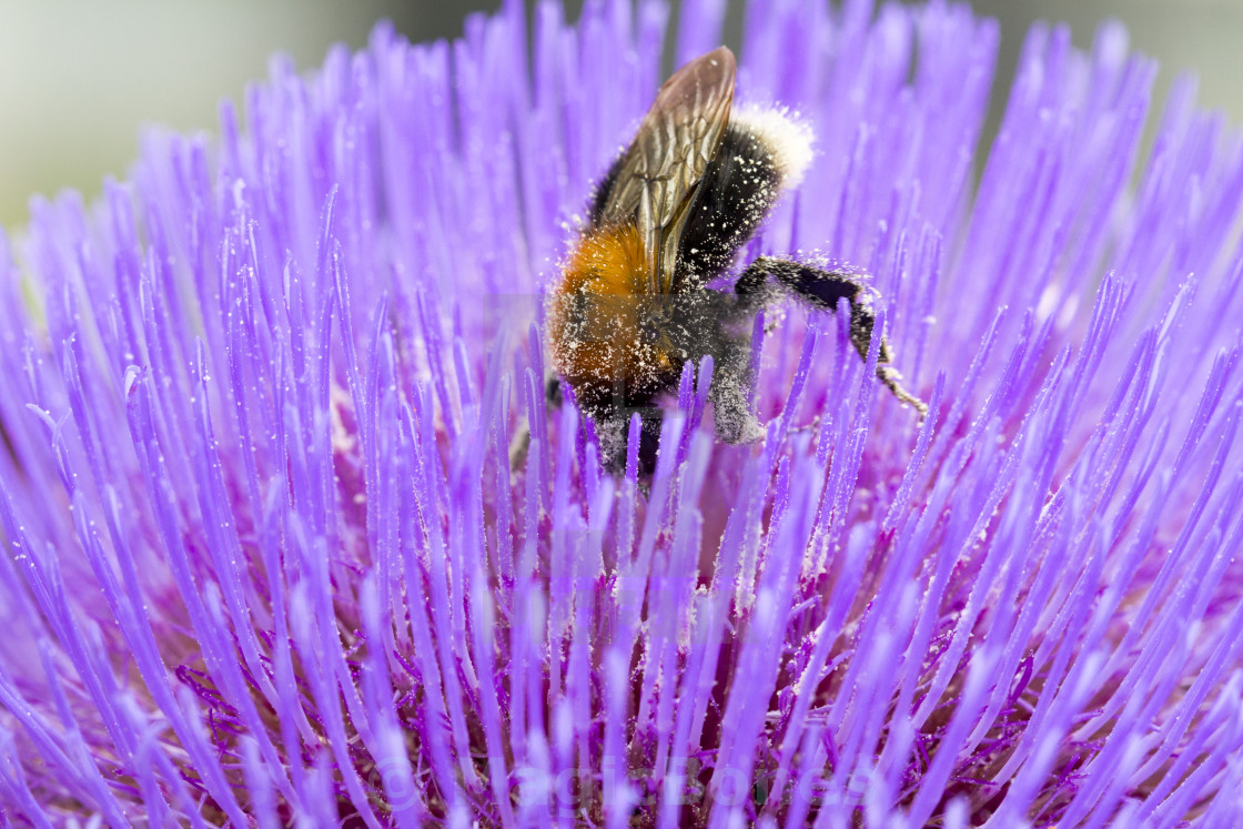 "Pollen Covered Bee" stock image