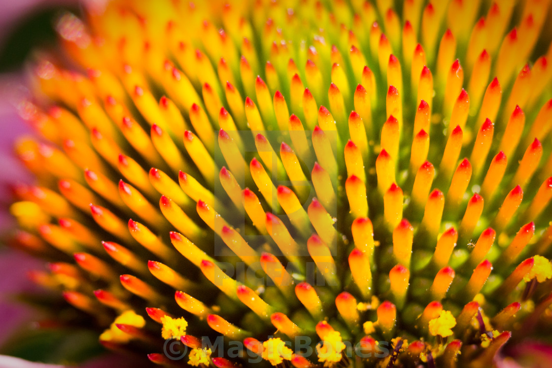 "Echinacea Flower" stock image