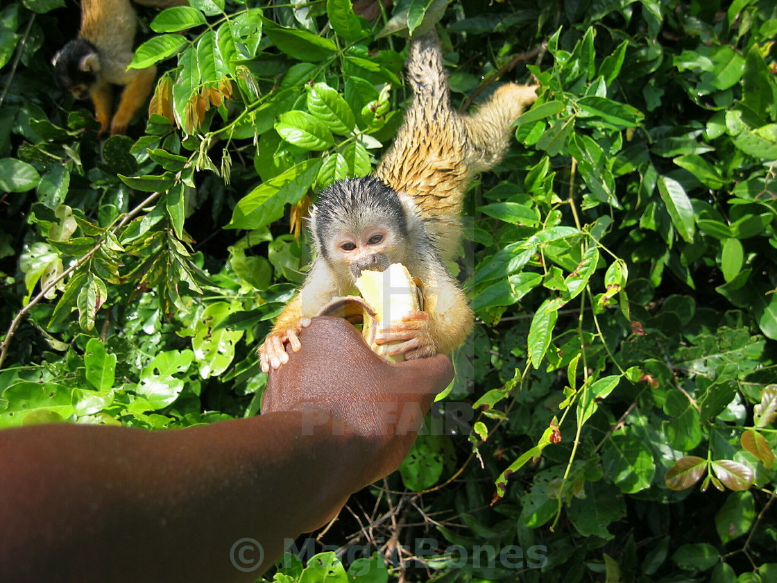 "Amazonian Squirrel Monkey" stock image