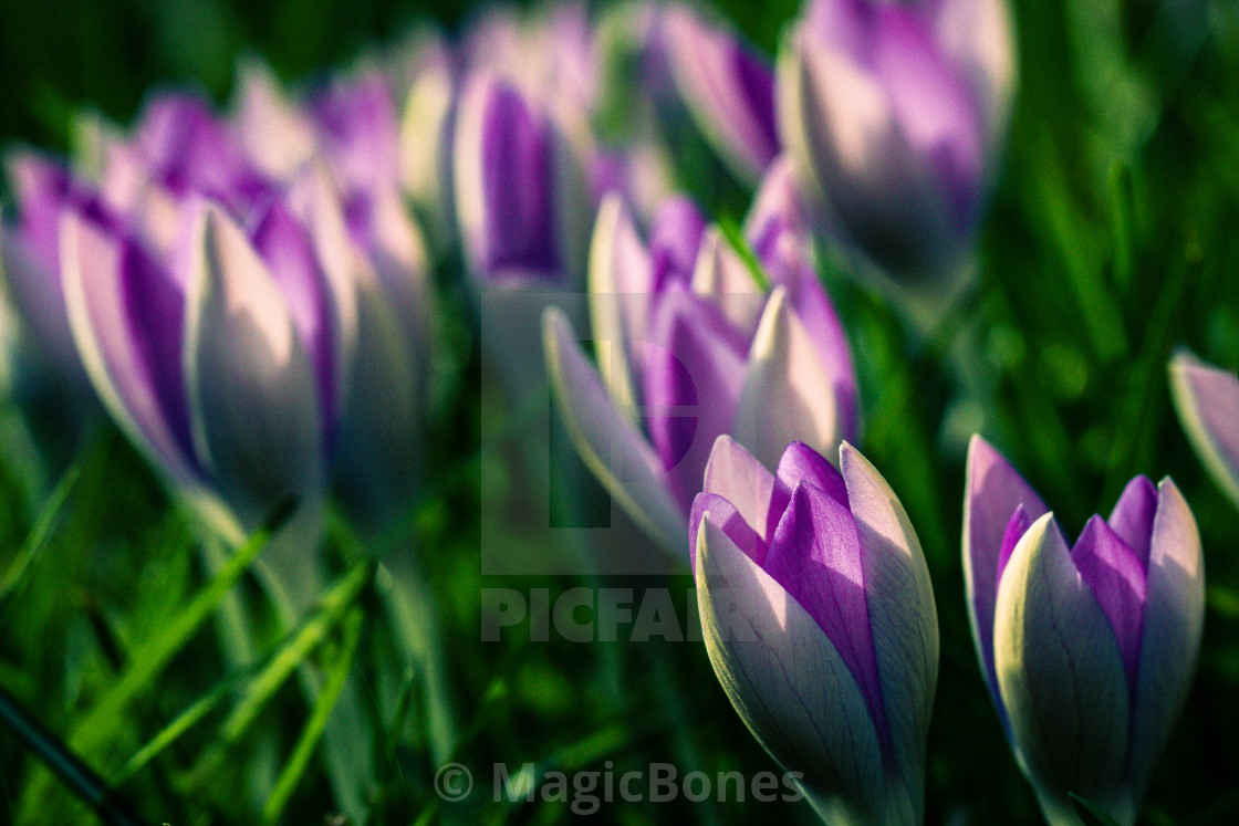 "Purple Crocus Flowers" stock image