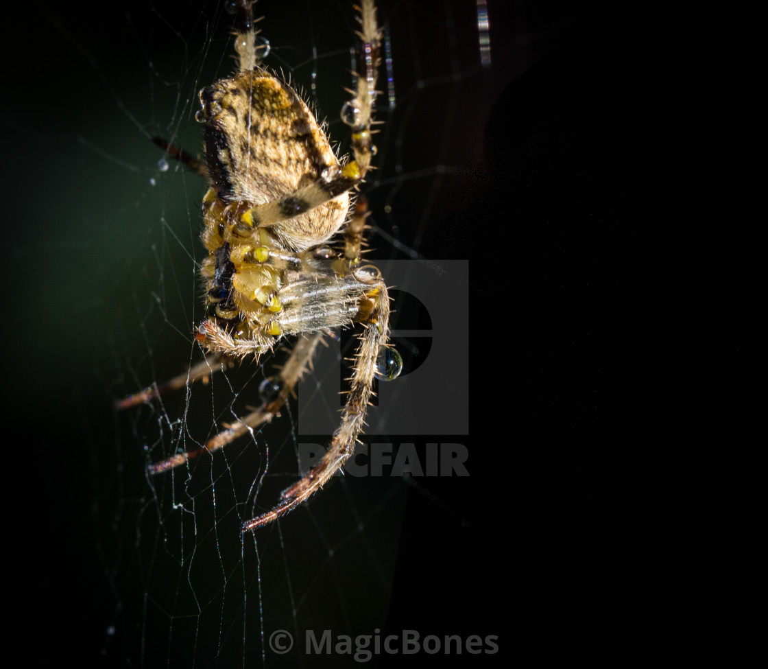 "Common Garden Spider" stock image