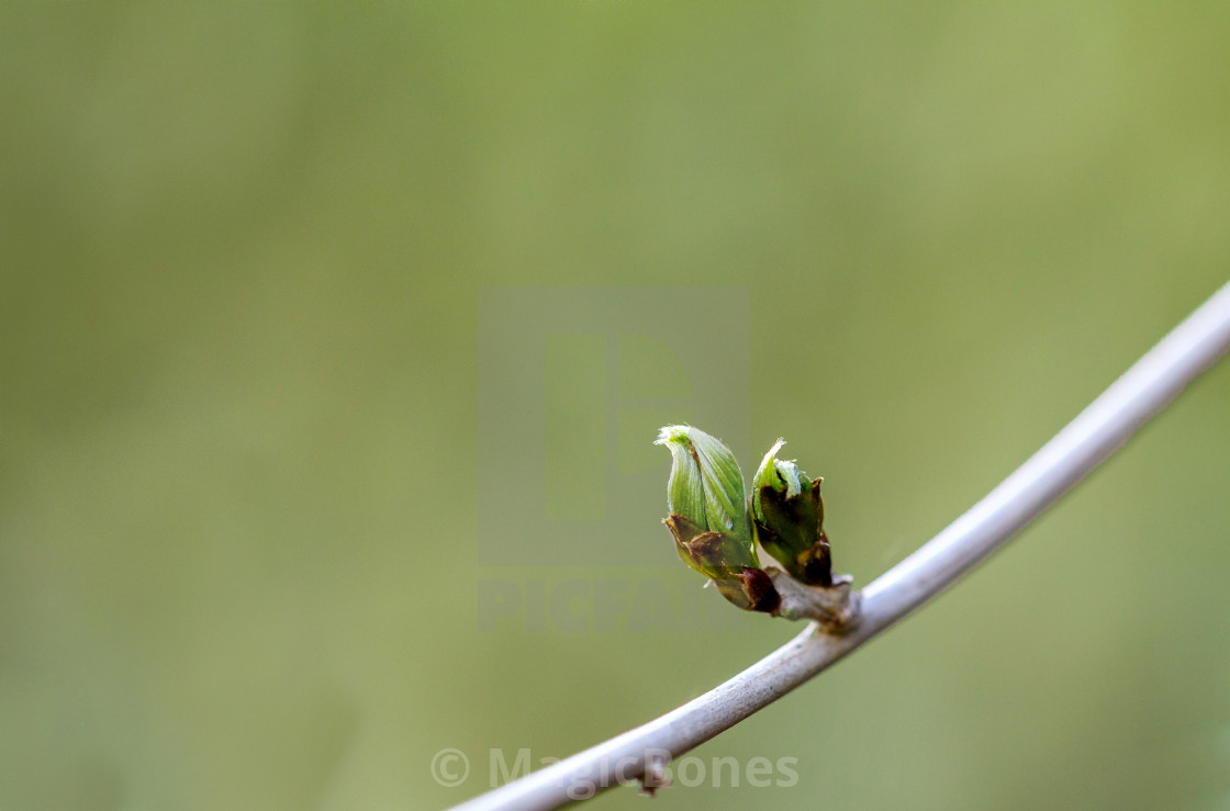 "Green Bud" stock image