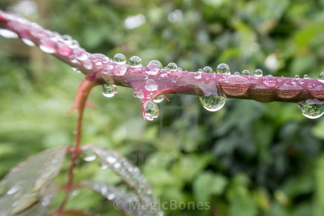 "Water droplets on a branch" stock image