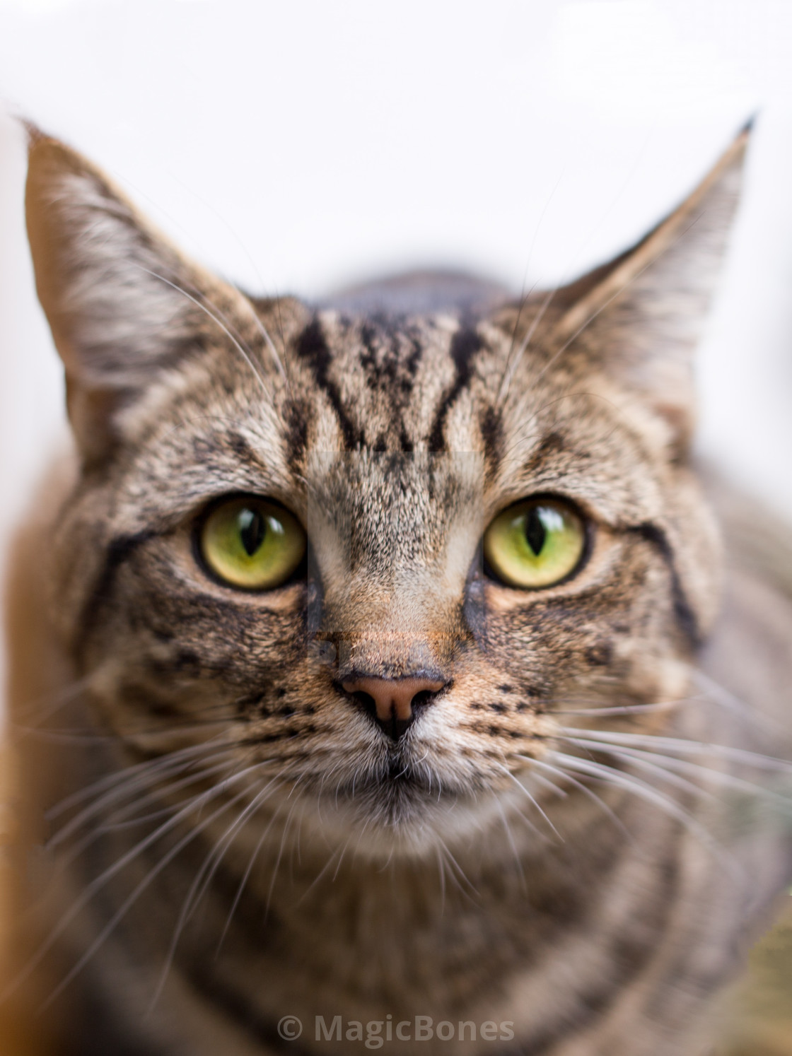 "Tabby Cat" stock image