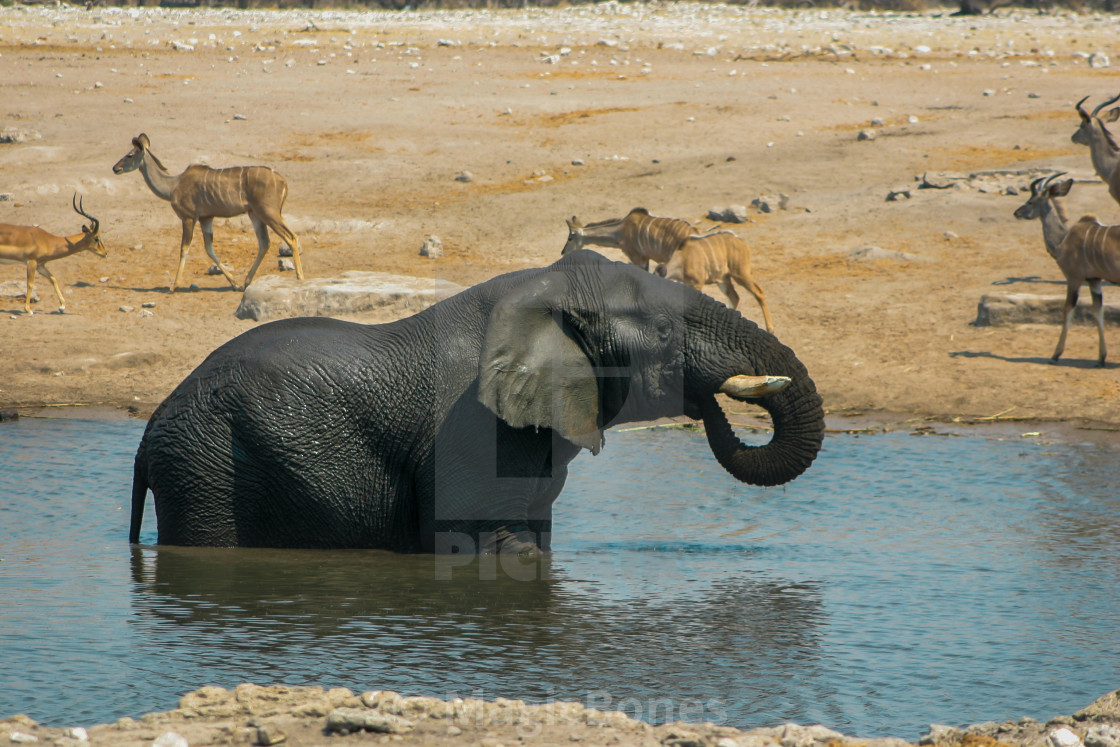 "Namibian Elephant II" stock image