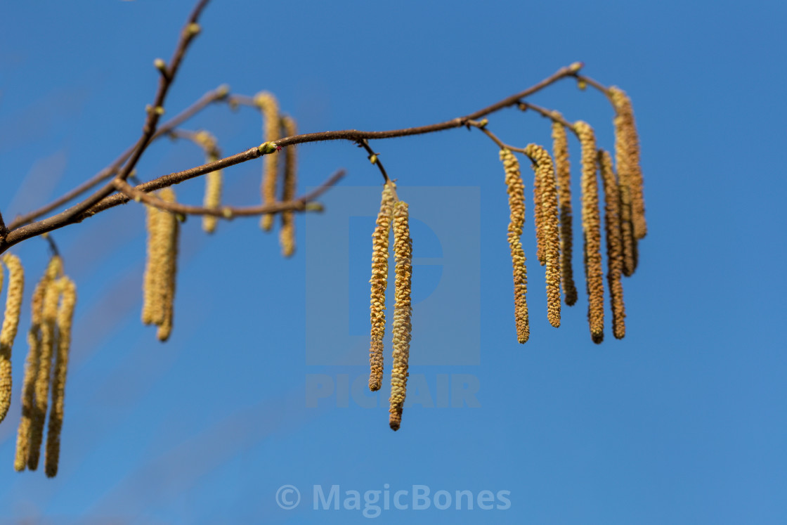 "The long feathery male catkins against a clear blue sky" stock image