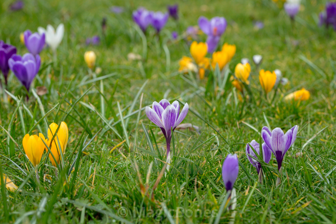 "A variety of blooming spring Crocus flowers" stock image