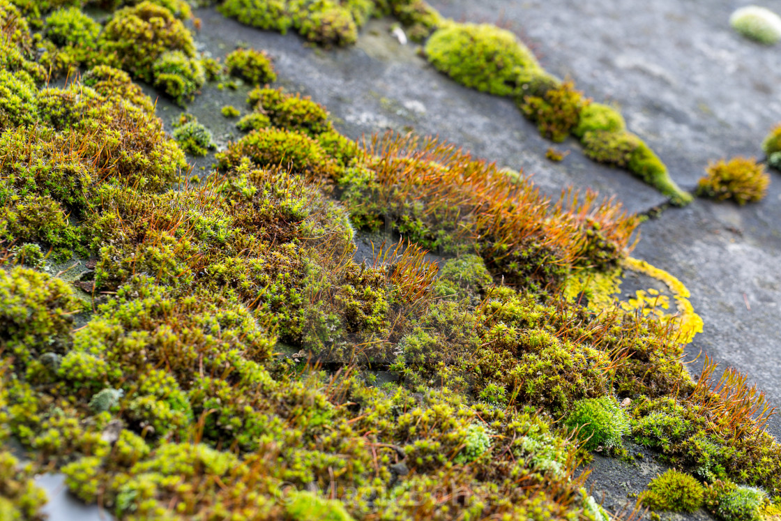 "Green moss on slate roof tiles" stock image