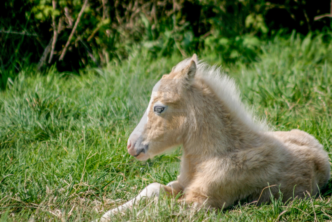 "A young foal laying down in a field" stock image