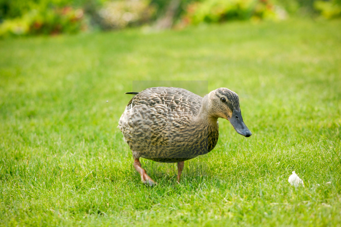 "Mallard Duck" stock image