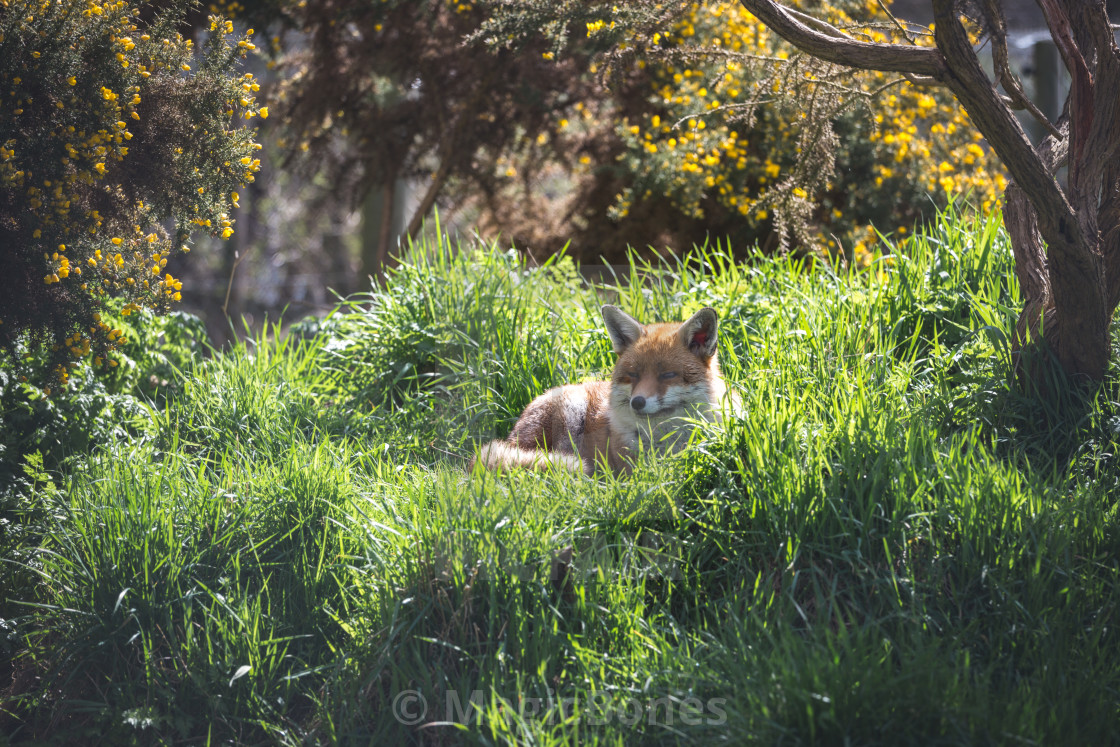 "A Resting Red Fox" stock image