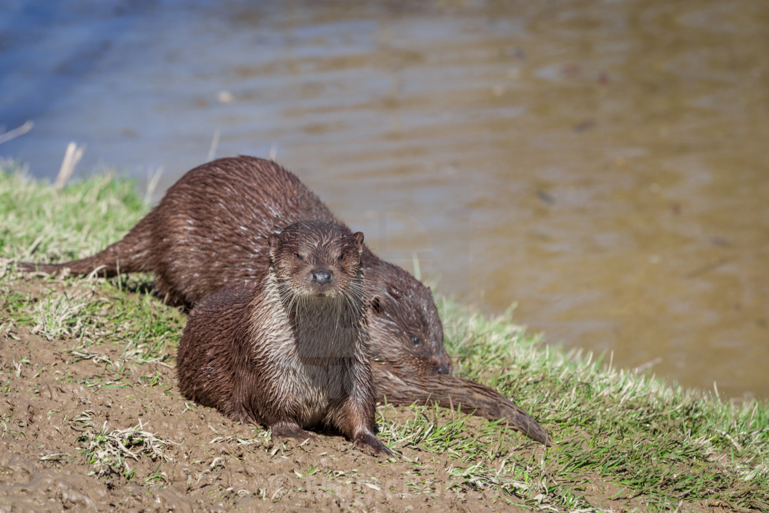 "European Otter" stock image