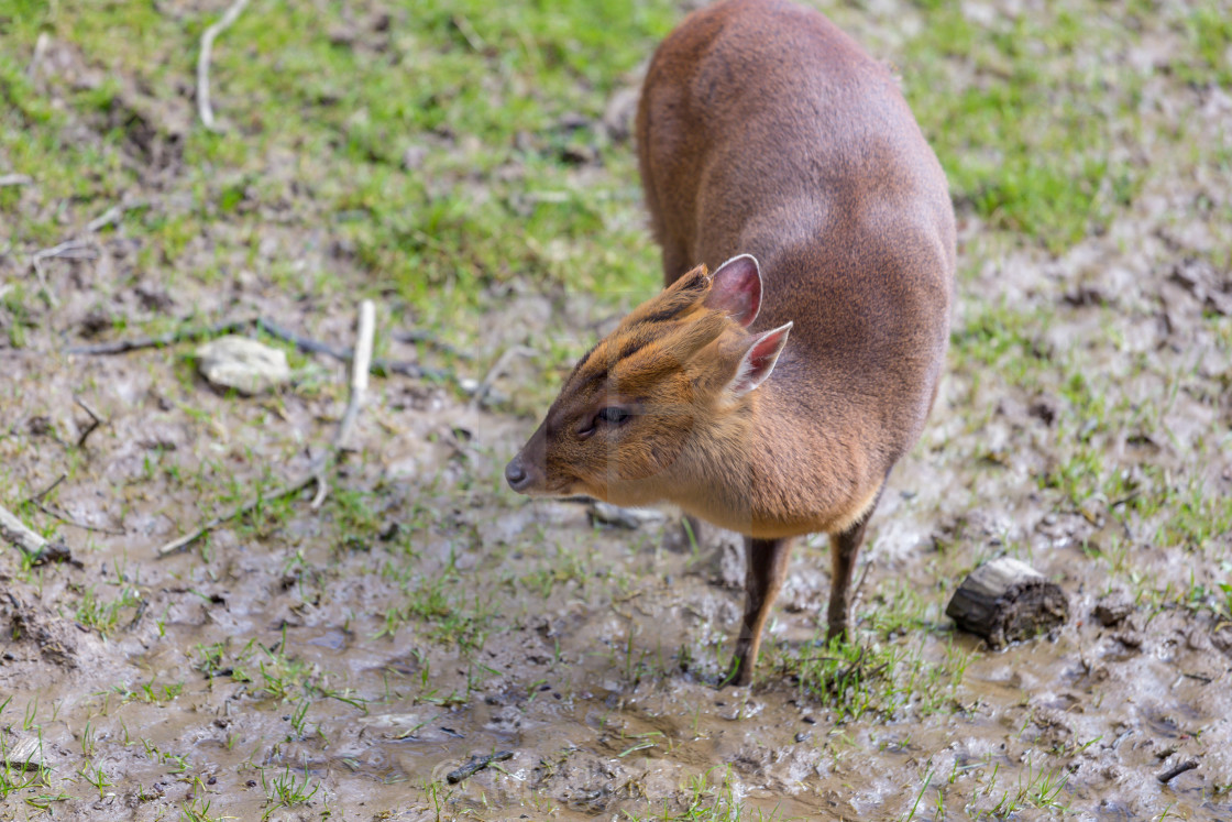 "Reeve's Muntjac Deer (Muntiacus reevesi)" stock image