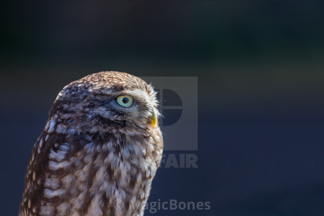 "Little Owl" stock image