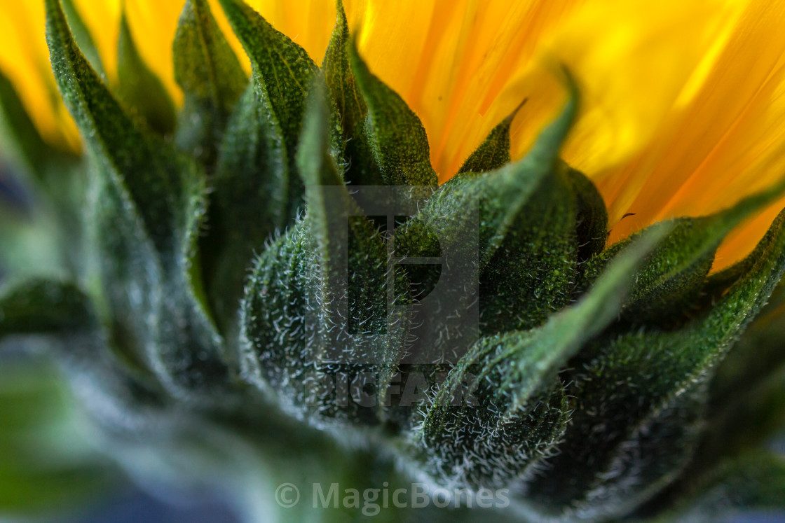 "Close up of a Sunflower Head" stock image