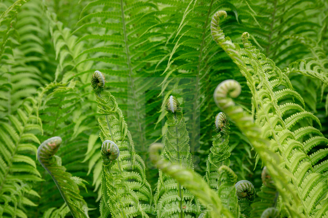 "Green Ferns" stock image