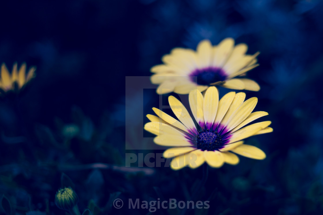 "Close up of yellow Osteopermum flowers blooming outdoors" stock image